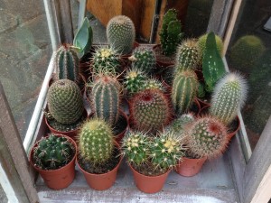 Kleine_cactussen